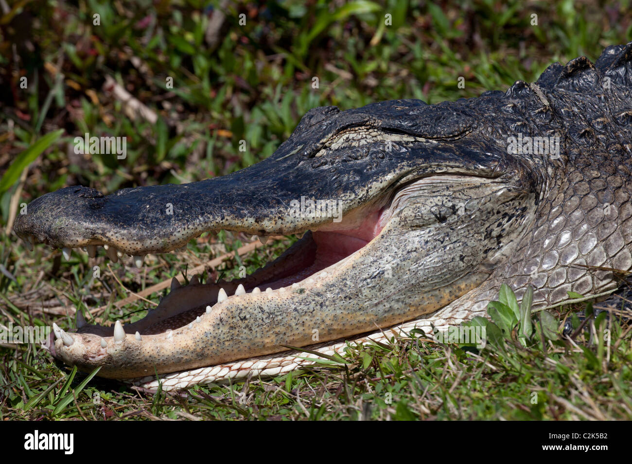 Alligator Alligator mississippiensis) (à la Shark Valley Trail, Florida, USA Banque D'Images