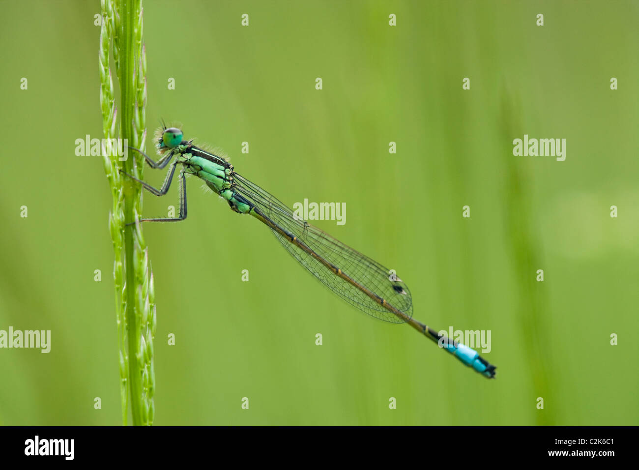 Demoiselle à queue bleue, d'Ischnura elegans. Surrey, UK Banque D'Images