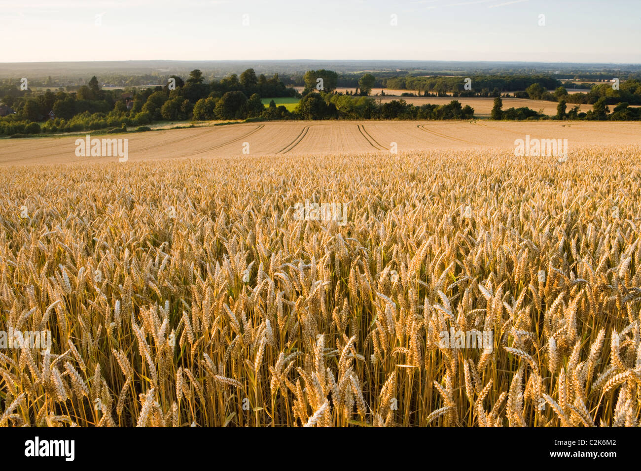 Domaine du blé mûr, Surrey, UK Banque D'Images