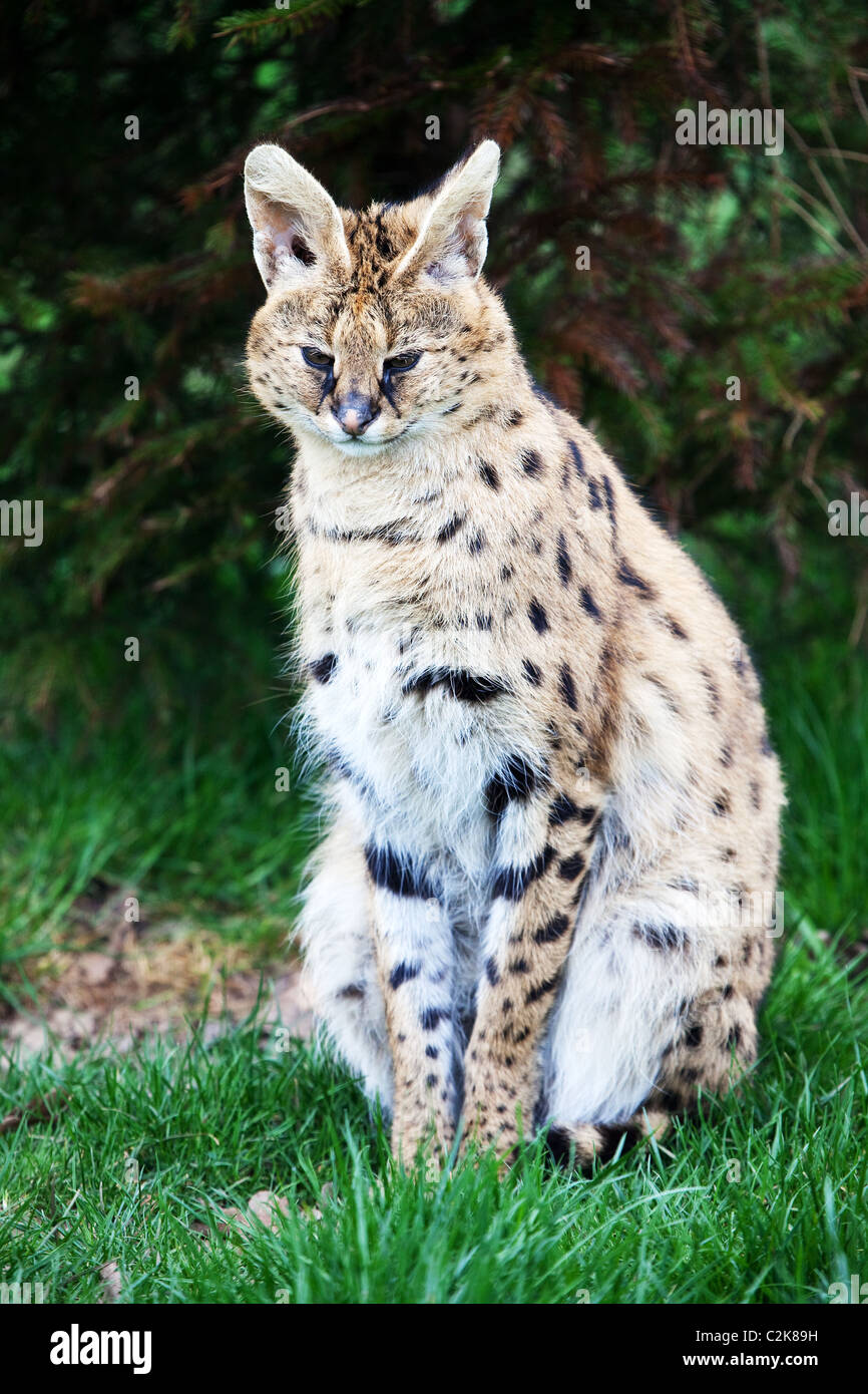 Un Potrait d'un Serval assis dans l'herbe Banque D'Images