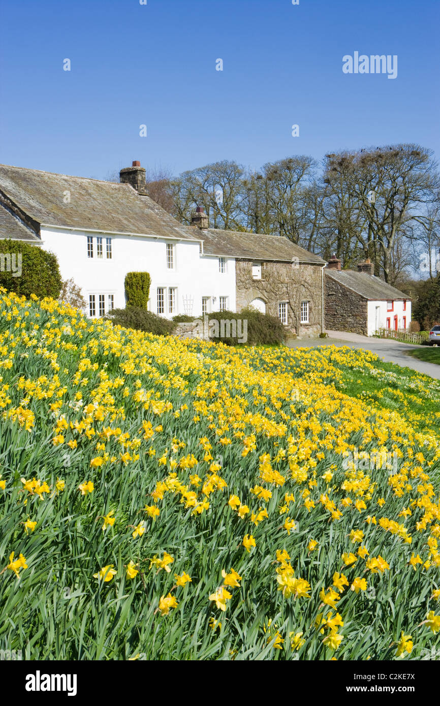De jonquilles Askham, Parc National de Lake District, Cumbria, Royaume-Uni. Banque D'Images