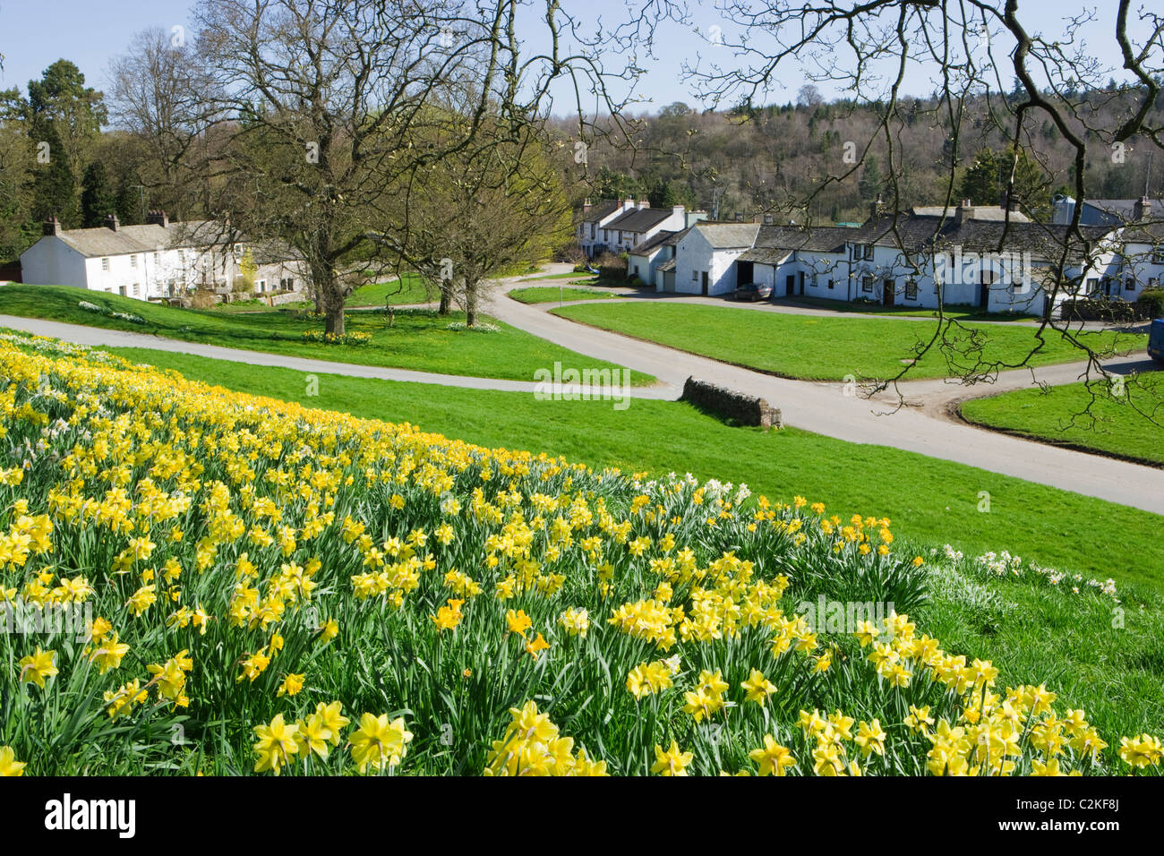 De jonquilles Askham, Parc National de Lake District, Cumbria, Royaume-Uni. Banque D'Images