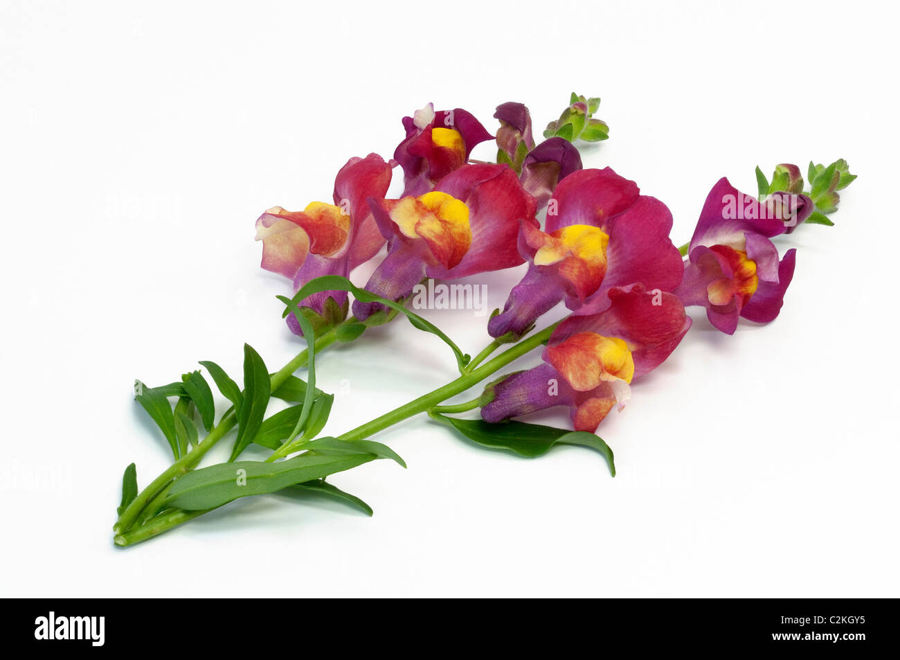 Muflier (Antirrhinum majus), tiges à fleurs. Studio photo sur un fond blanc. Banque D'Images