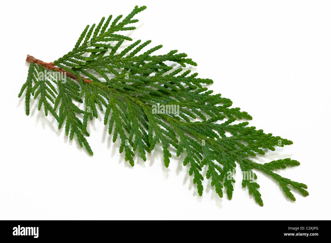 Thuya de l'Est (Thuja occidentalis), des rameaux. Studio photo sur un fond blanc. Banque D'Images