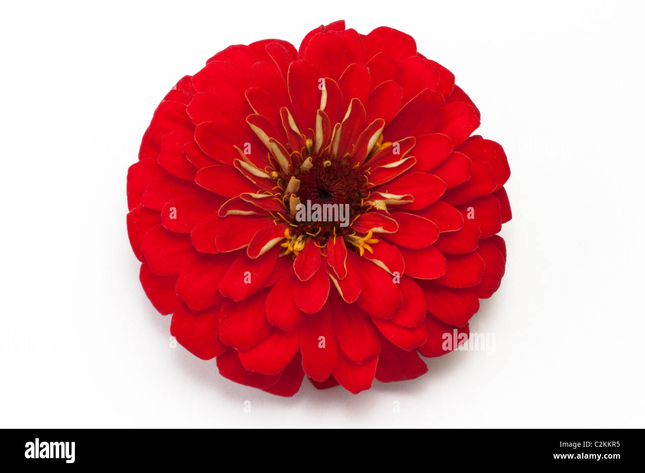 Zinnia, jeunes-et-old-age ( Zinnia x hybrida), fleur rouge. Studio photo sur un fond blanc. Banque D'Images