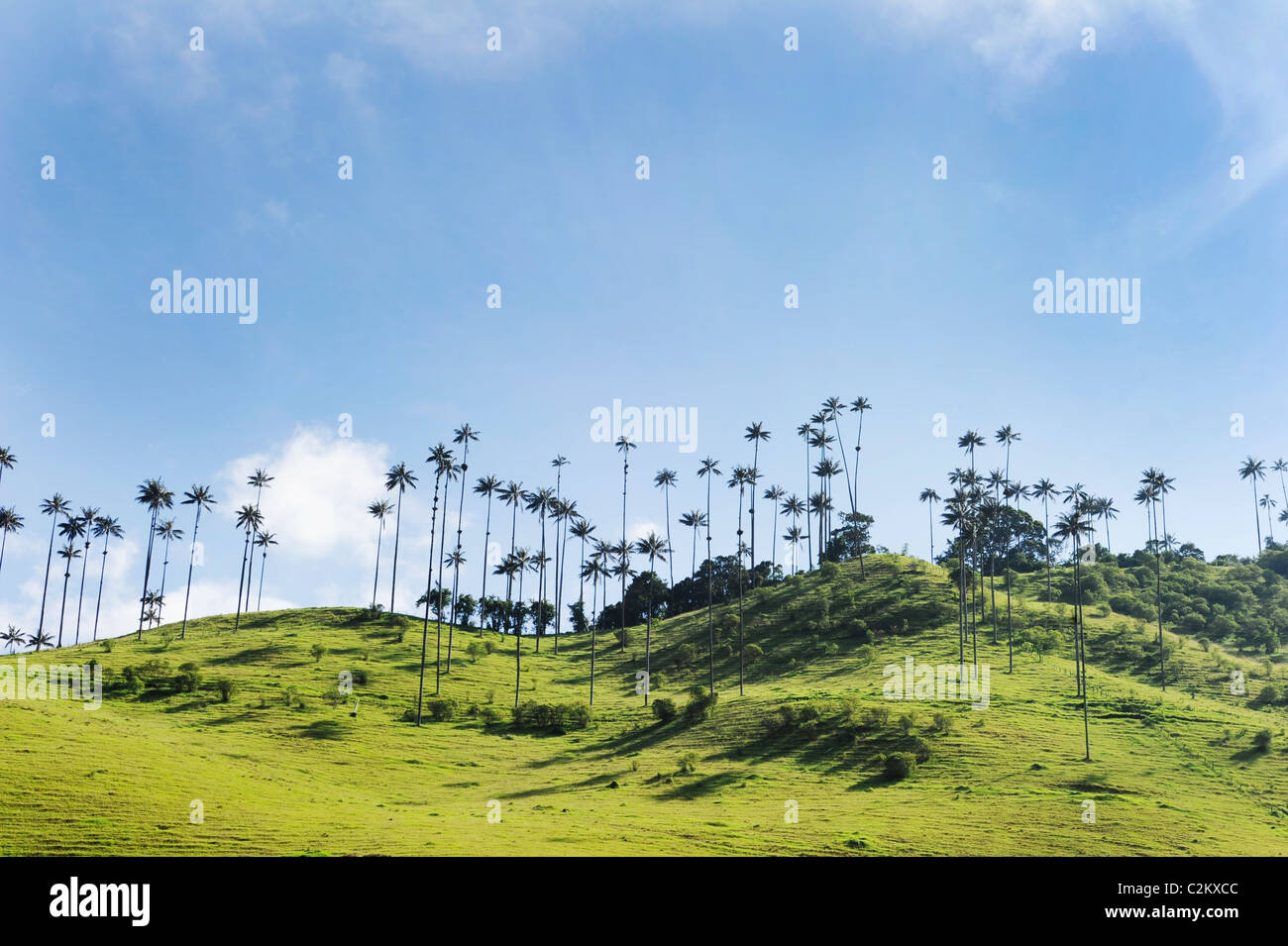 Une scène de la colline en Colombie de la Wax palms juste à l'extérieur de la région du Salento dans la région du café dans le sud-ouest, Quindio. Banque D'Images