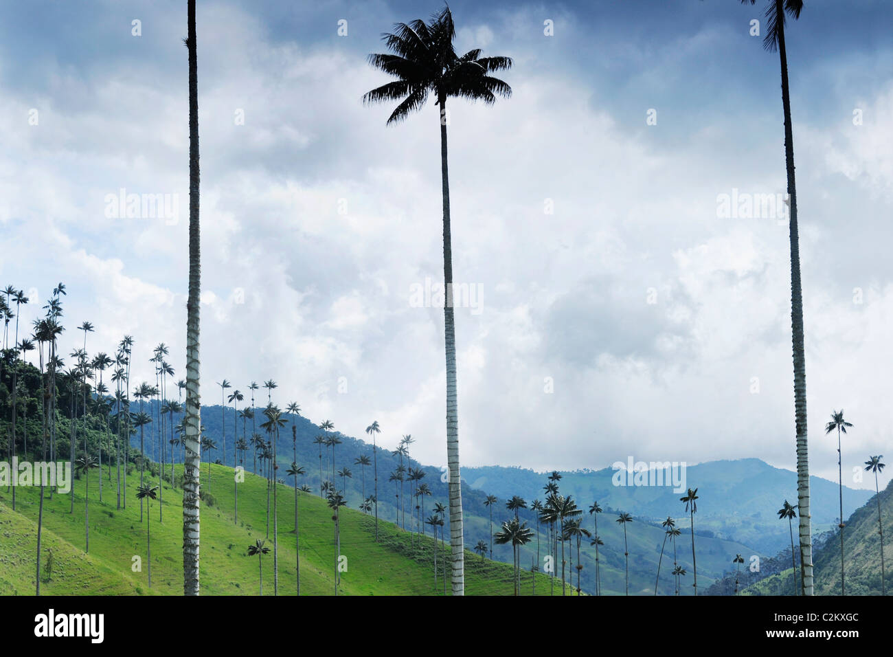 Une scène de la colline en Colombie de la Wax palms juste à l'extérieur de la région du Salento dans la région du café dans le sud-ouest, Quindio. Banque D'Images