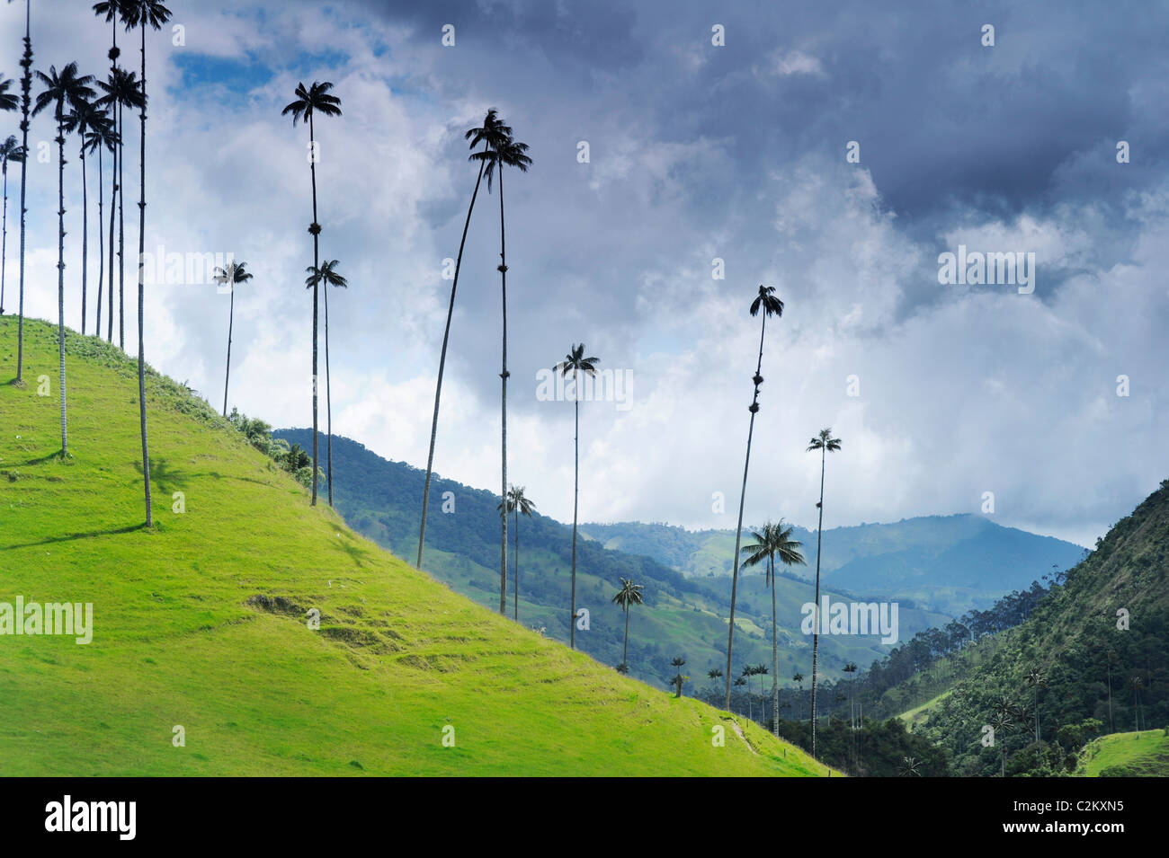 Une scène de la colline en Colombie de la Wax palms juste à l'extérieur de la région du Salento dans la région du café dans le sud-ouest, Quindio. Banque D'Images