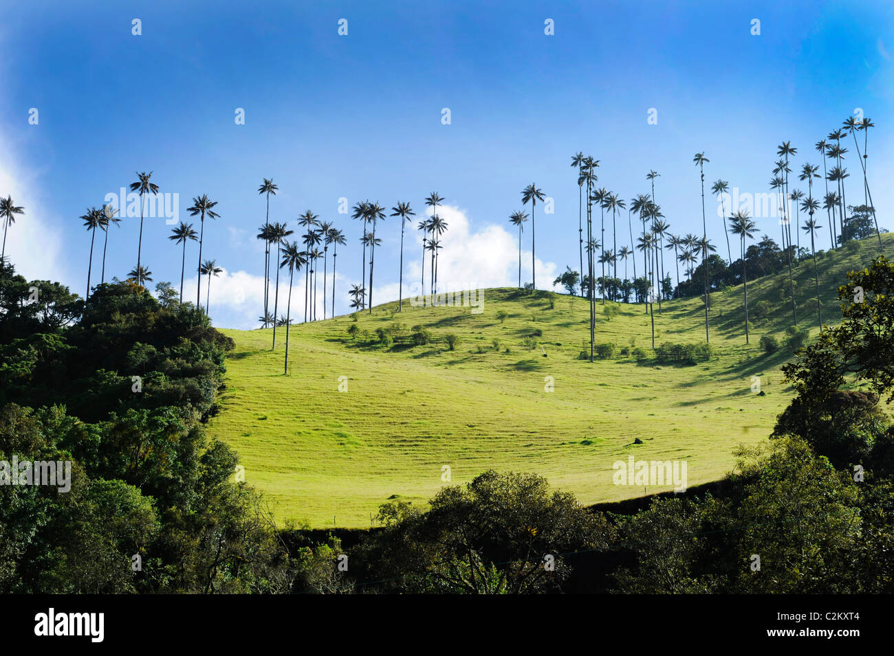 Une scène de la colline en Colombie de la Wax palms juste à l'extérieur de la région du Salento dans la région du café dans le sud-ouest, Quindio. Banque D'Images