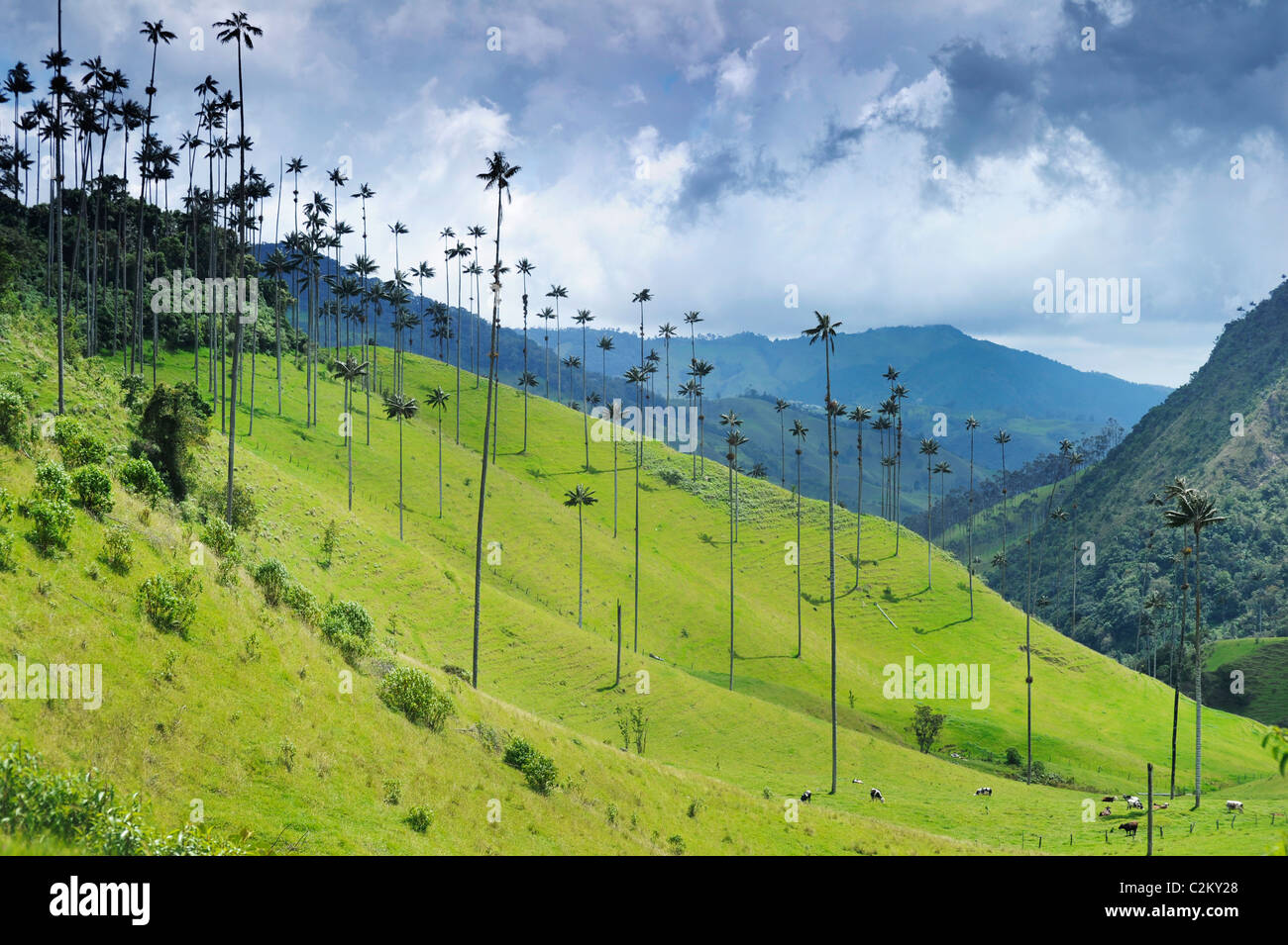 Une scène de la colline en Colombie de la Wax palms juste à l'extérieur de la région du Salento dans la région du café dans le sud-ouest, Quindio. Banque D'Images