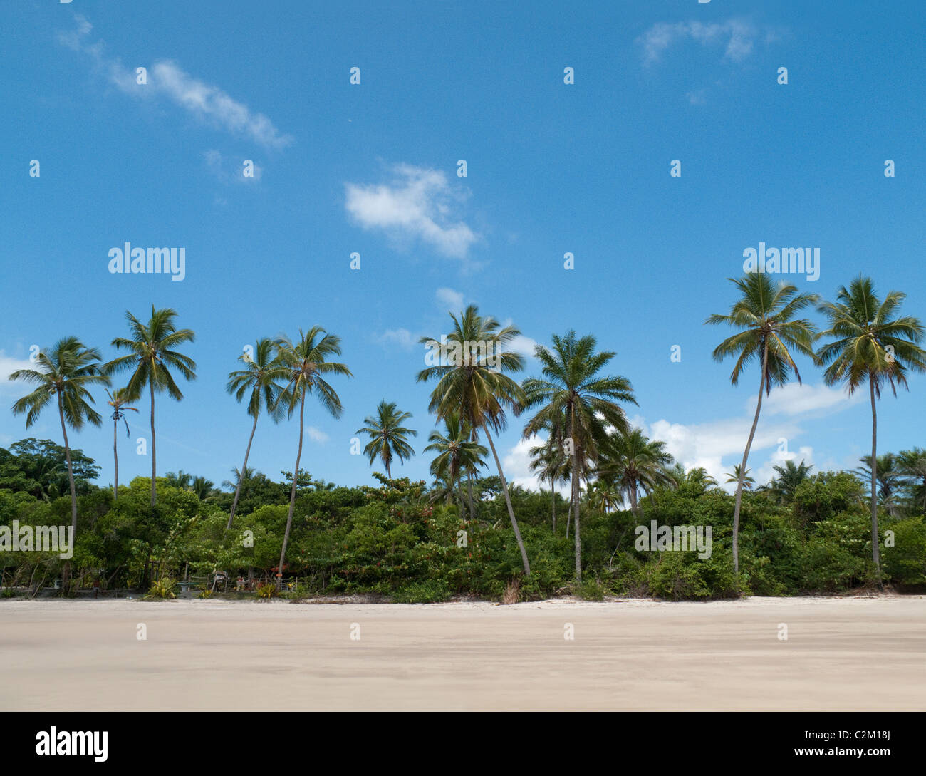 Palmiers sur la plage, l'île de Boipeba, Bahia, Brésil Banque D'Images