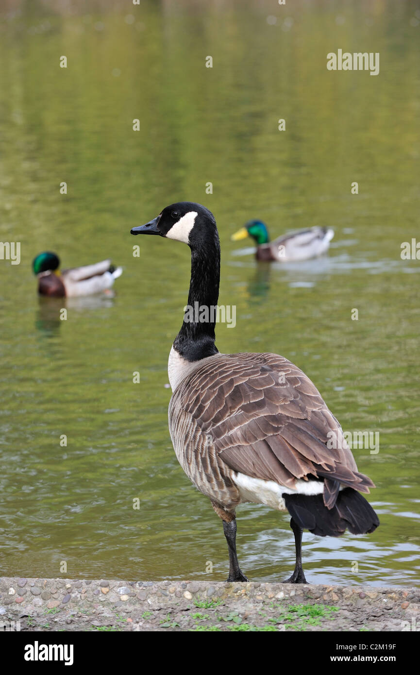 Bernache du Canada (Branta canadensis) et le canard colvert (Anas ...