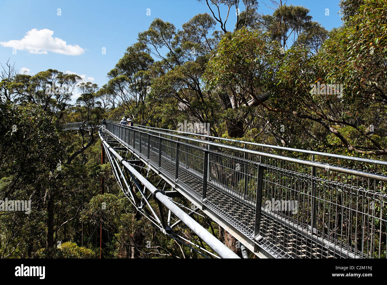 La Vallée des Géants Tree Top walk, le Parc National de Walpole-Nornalup, sud-ouest de l'Australie Banque D'Images