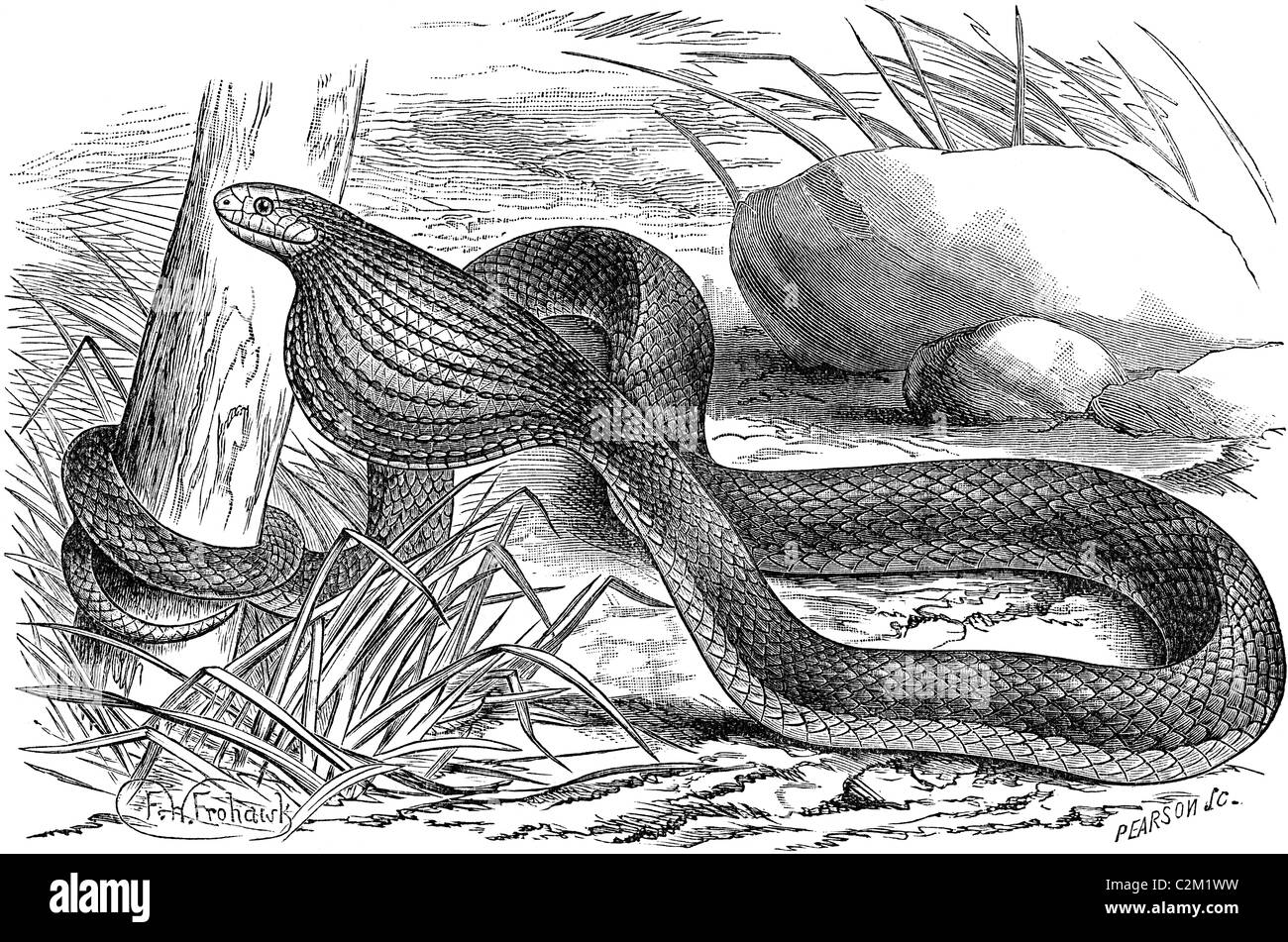19ème siècle illustration de livre, prises à partir de la 9e édition (1875) de l'Encyclopédie Britannique, de sunbeam snake Banque D'Images