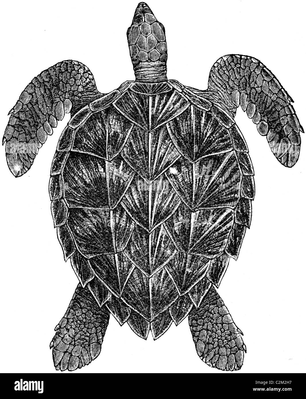 19ème siècle illustration de livre, prises à partir de la 9e édition (1875) de l'Encyclopédie Britannique, de la tortue imbriquée Banque D'Images