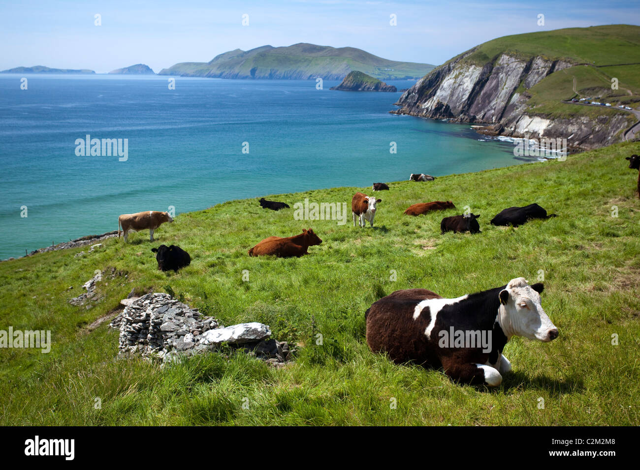 Vaches se reposant au-dessus de la baie de Coumeenoole, péninsule de Dingle, comté de Kerry, Irlande. Banque D'Images
