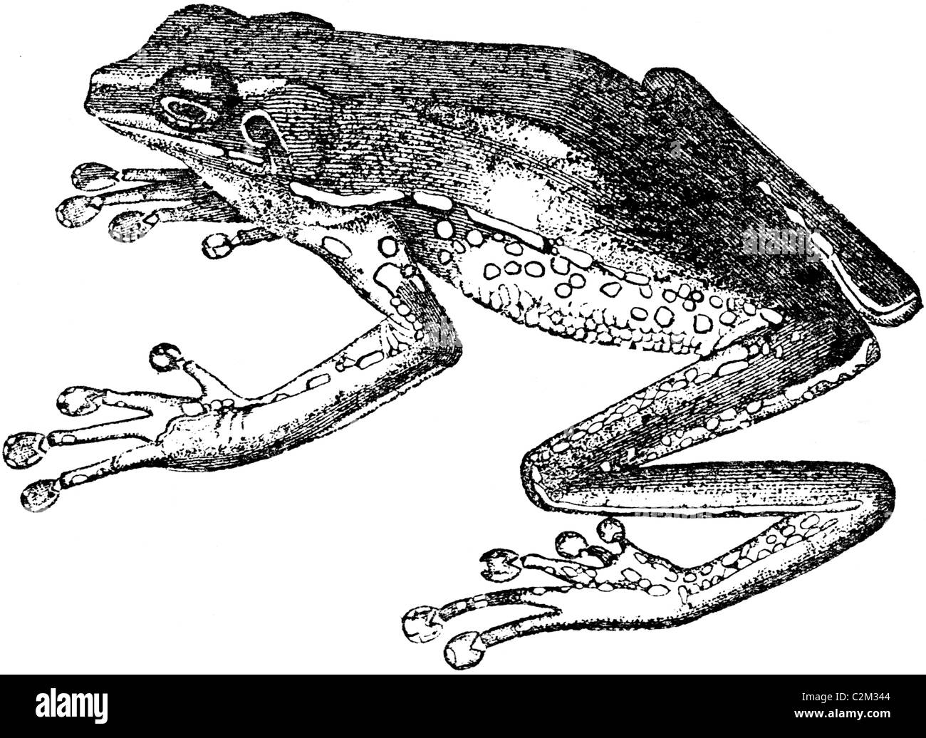 19ème siècle illustration de livre, prises à partir de la 9e édition (1875) de l'Encyclopédie Britannique, de grenouille (Hyla bicolor) Banque D'Images