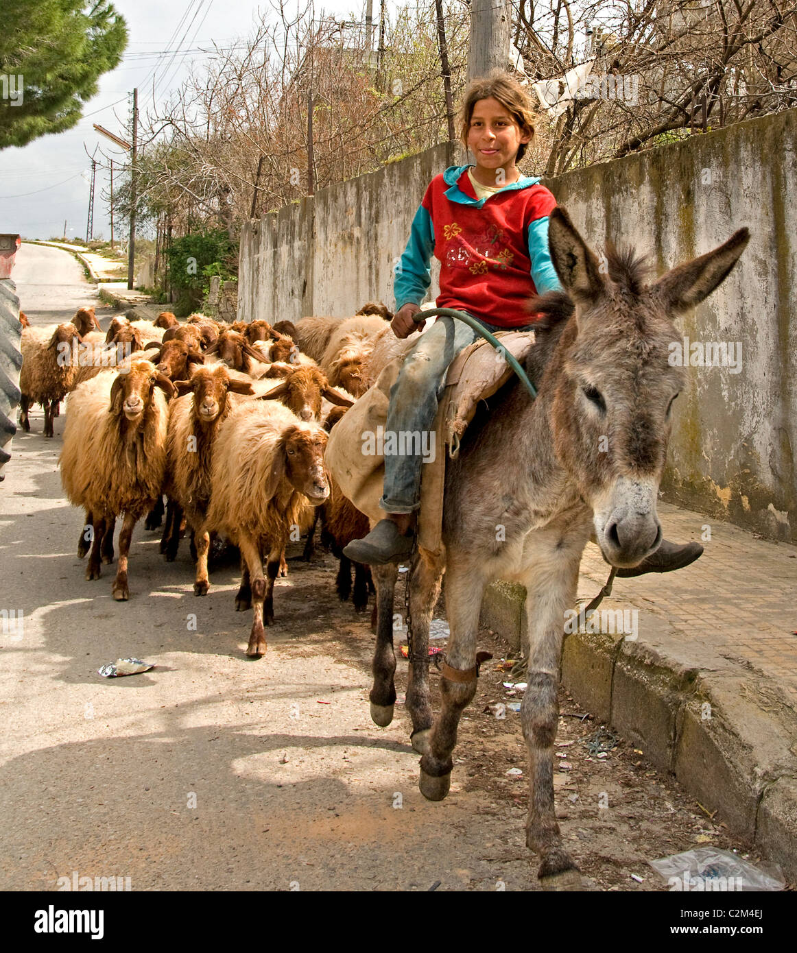 Peu de jeune fille syrienne Syrie âne Shepherd sheep street Banque D'Images
