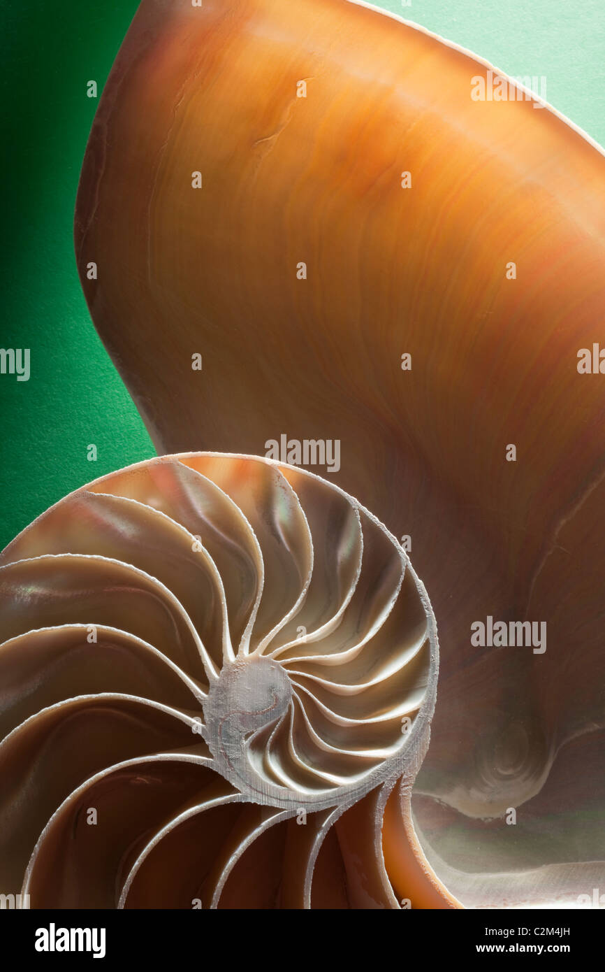 La section de crustacés représentant l'évolution, la croissance et le changement sur un fond vert Banque D'Images