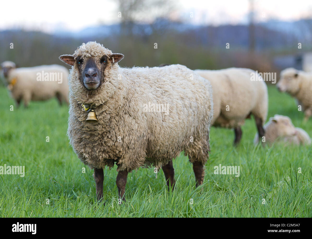 Longs cheveux gris avec des moutons en cuivre sur les pâturages des troupeaux de Bell Banque D'Images