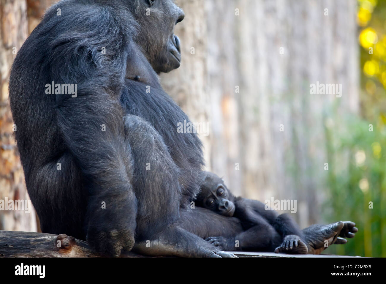 Un gorille avec son bébé nouveau-né de câlins il Banque D'Images