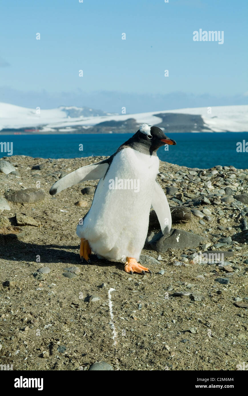 Gentoo pingouin, Aitcho Island, Antarctica Banque D'Images