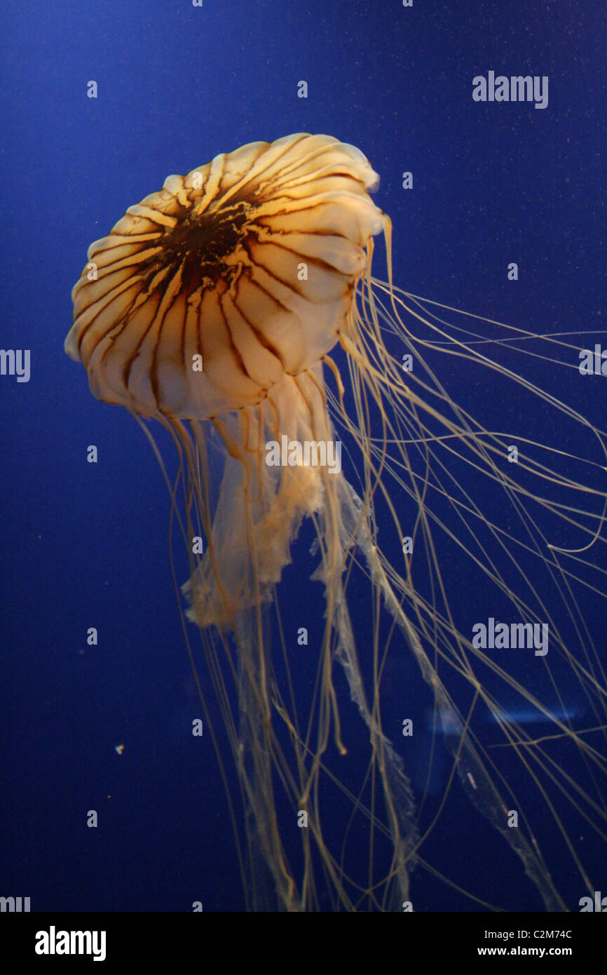 La mer de l'Atlantique l'ortie JELLYFISH AQUARIUM DE GÉORGIE ATLANTA USA 03 janvier 2011 Banque D'Images