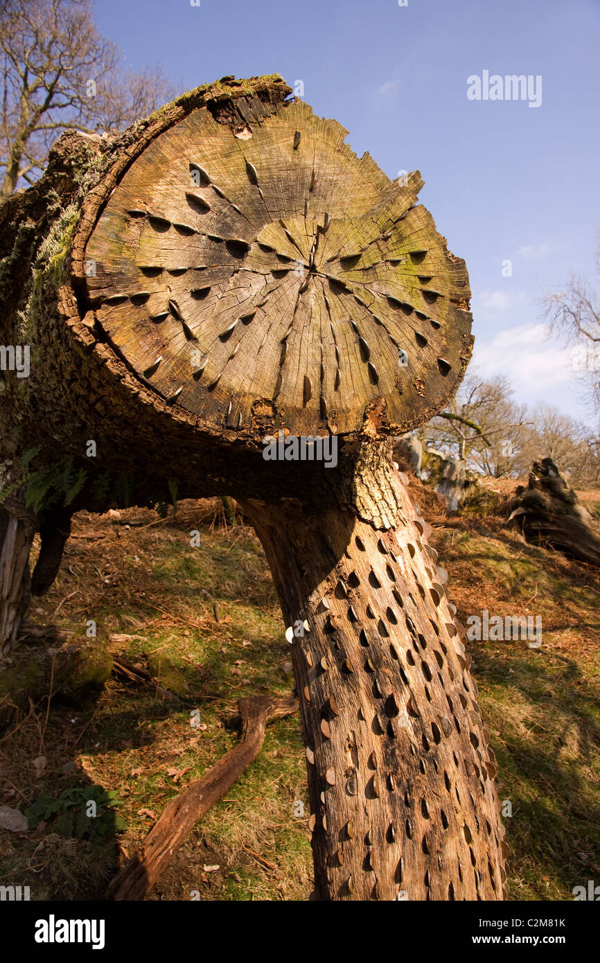 Coins martelés dans un tronc d'arbre mort en passant les marcheurs pour la bonne chance, Cumbria, Royaume-Uni Banque D'Images