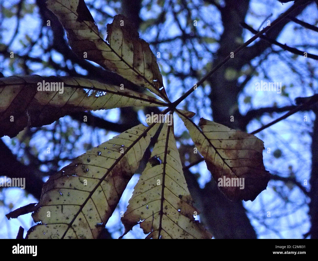 feuilles en décomposition Banque D'Images