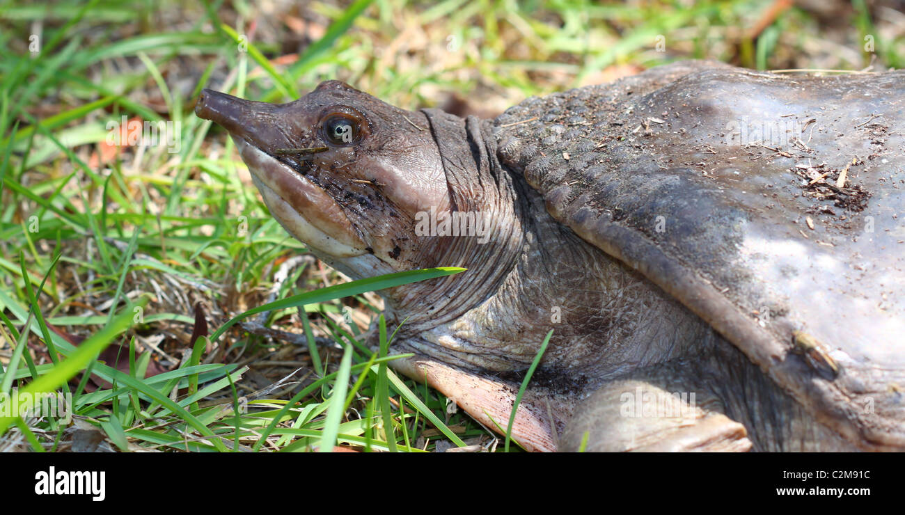 Floride molle à épines (Apalone ferox) Banque D'Images