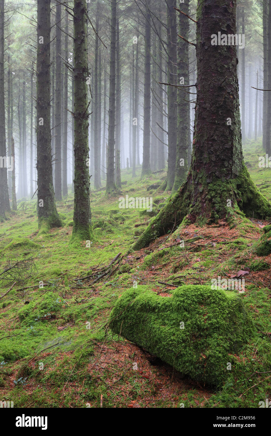 Woods sur Bodmin Moor capturés sur un hivers atmosphérique matin Banque D'Images