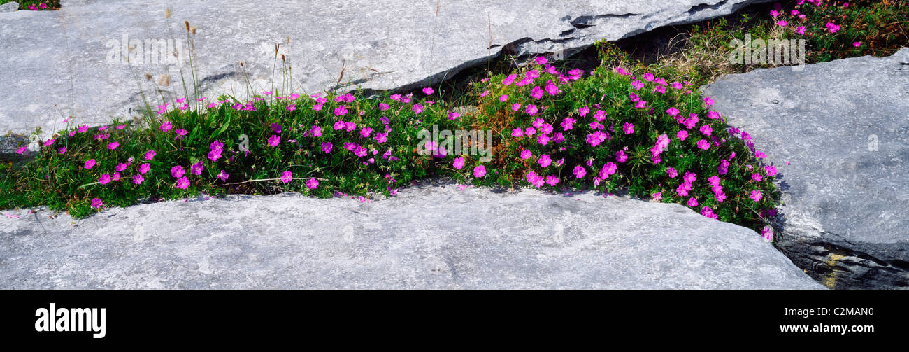 Géranium sanguin Dans Lapiez, le Burren, Co Clare, Ireland Banque D'Images