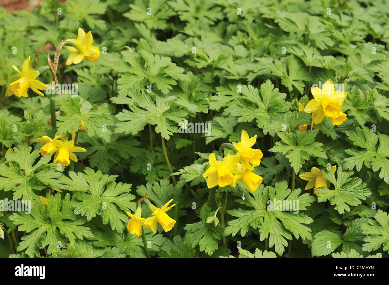 Début du printemps jardin anglais border de jonquilles et de géraniums. Banque D'Images