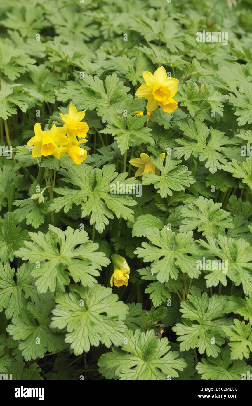 Début du printemps jardin anglais border de jonquilles et de géraniums. Banque D'Images