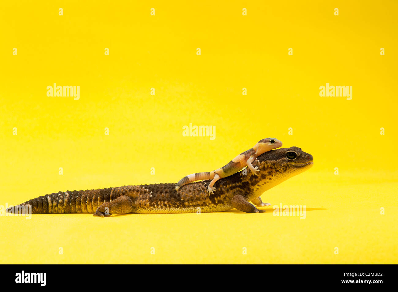 Des profils et Bébé Gecko Banque D'Images