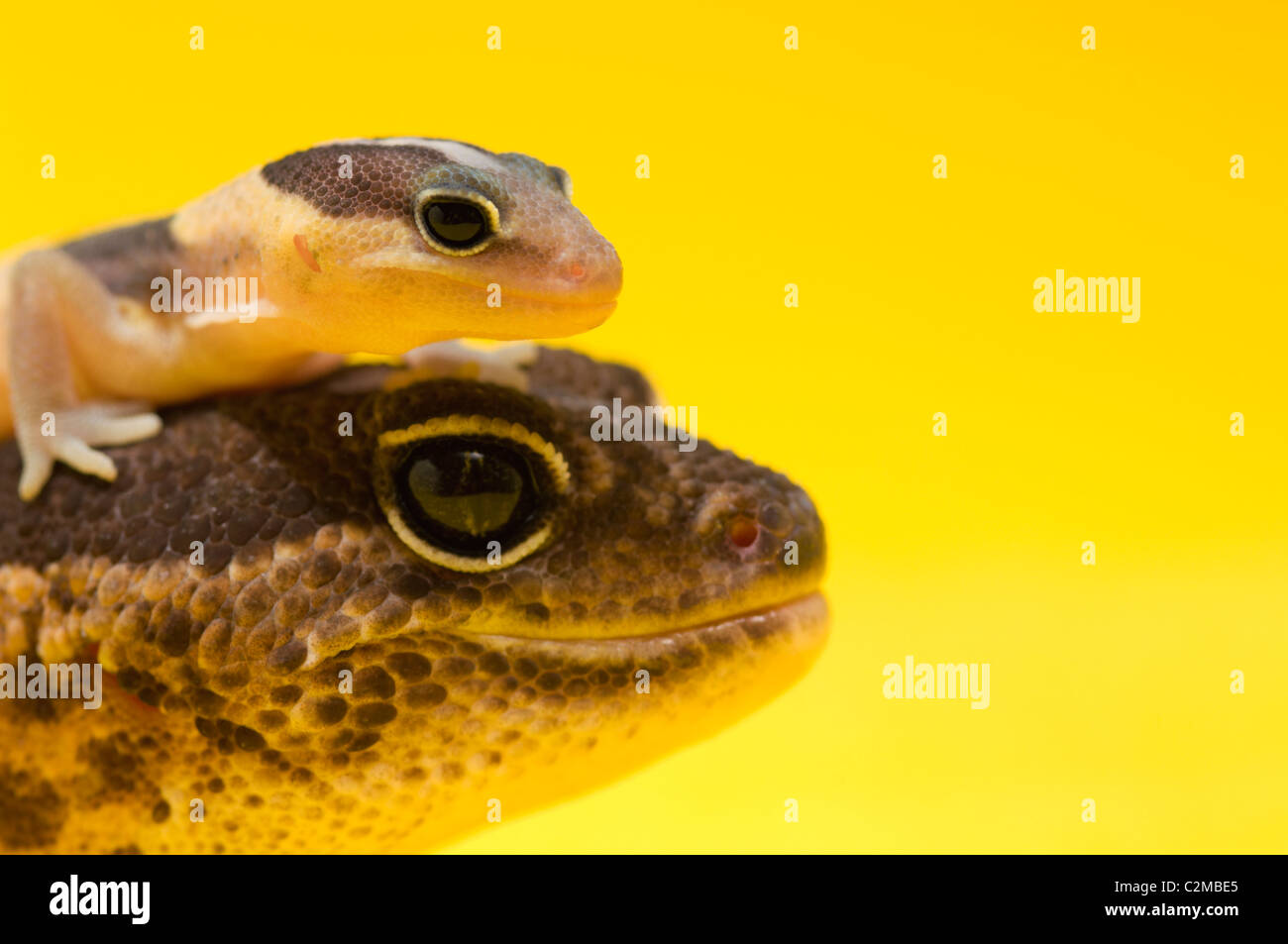 Des profils et Bébé Gecko Banque D'Images