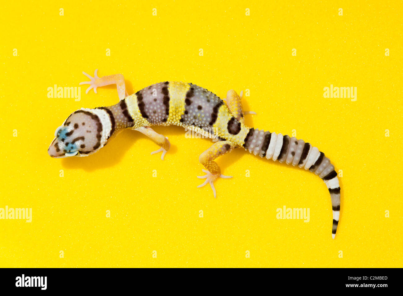 Baby Leopard geckos sur jaune Banque D'Images