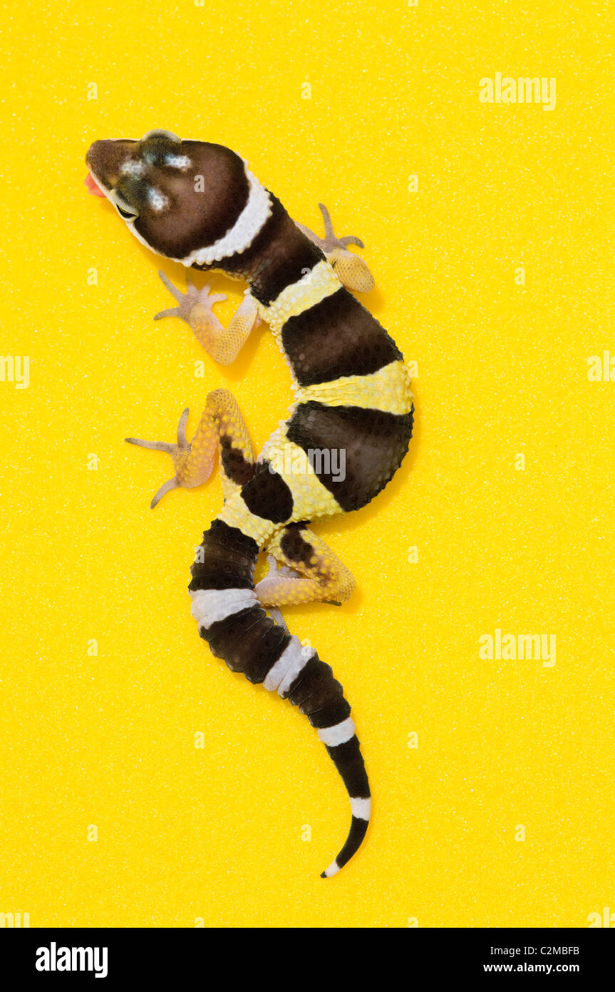 Gecko Léopard bébé sur jaune Banque D'Images
