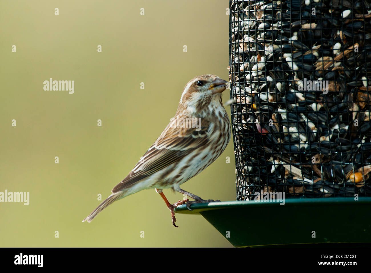 Femme Roselin pourpré à l'aide d'un convoyeur de semences Banque D'Images