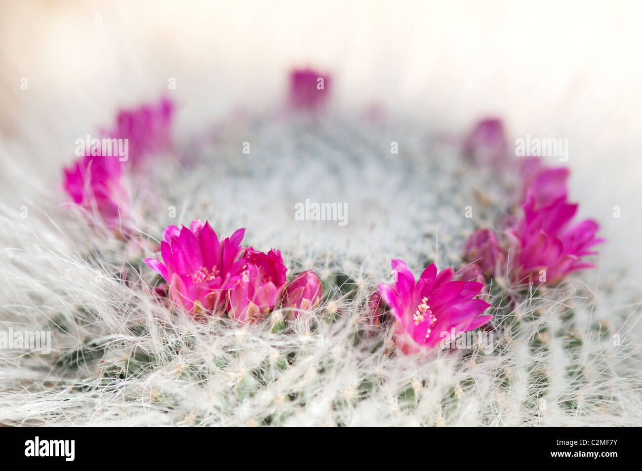 Mammillaria Hahniana floraison de cactus. Vieille Dame cactus Banque D'Images