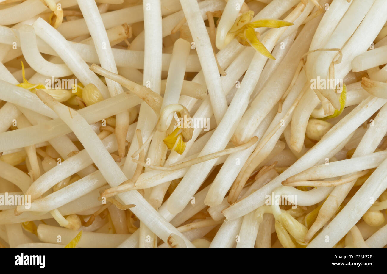 Haricot germé chinois ou texture d'une image de fond. Banque D'Images