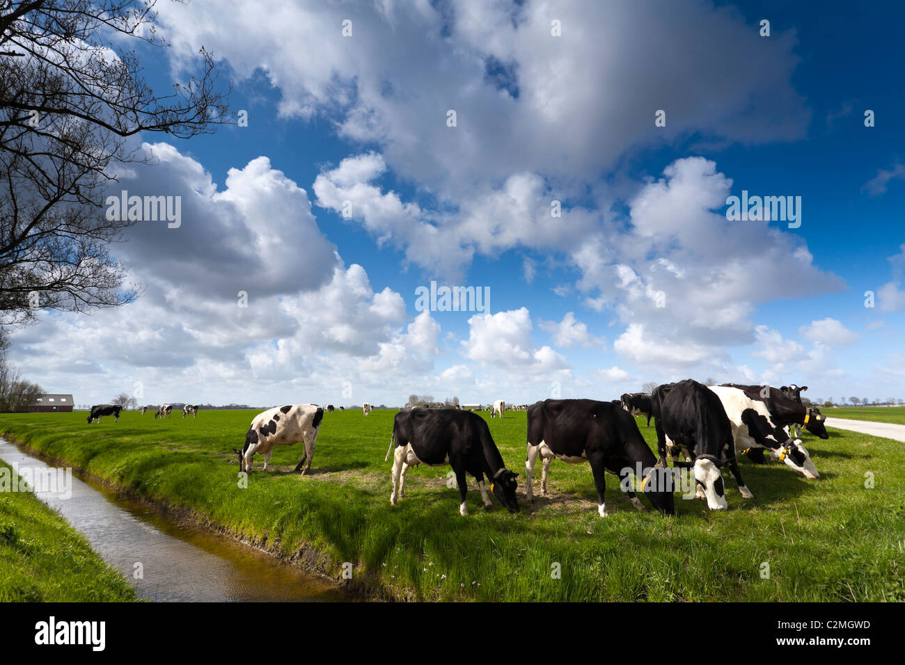 Les vaches sur pré vert avec un ciel assombri typiquement néerlandais Banque D'Images