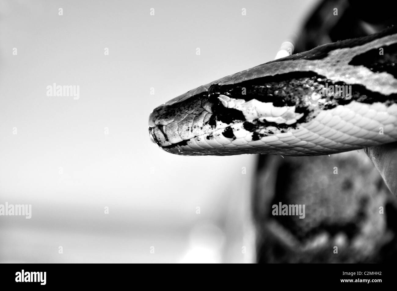Python birman Banque D'Images