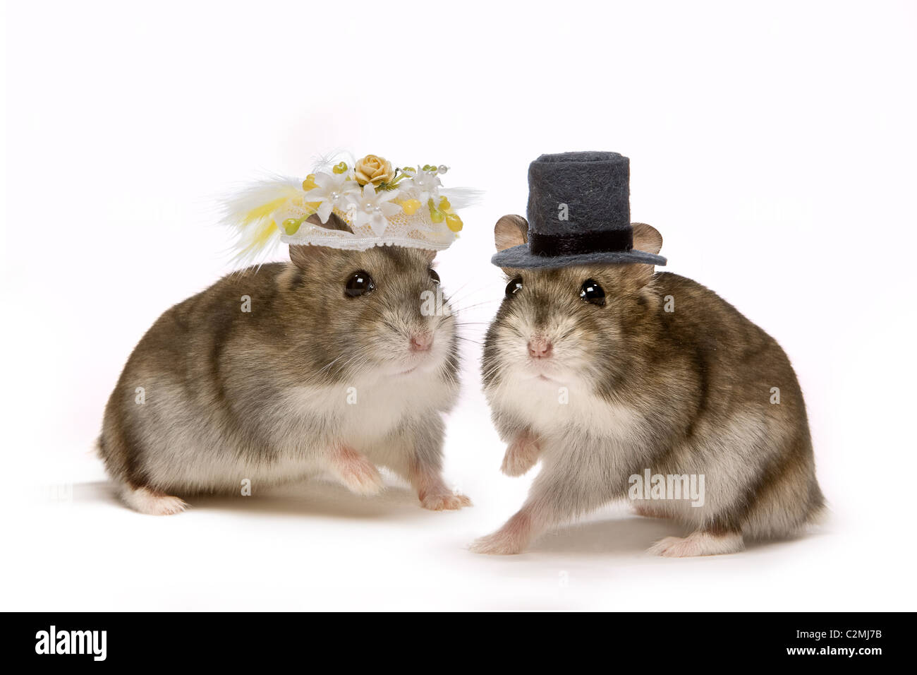 Deux hamsters peu porter un chapeau pendant leur cérémonie de mariage Banque D'Images