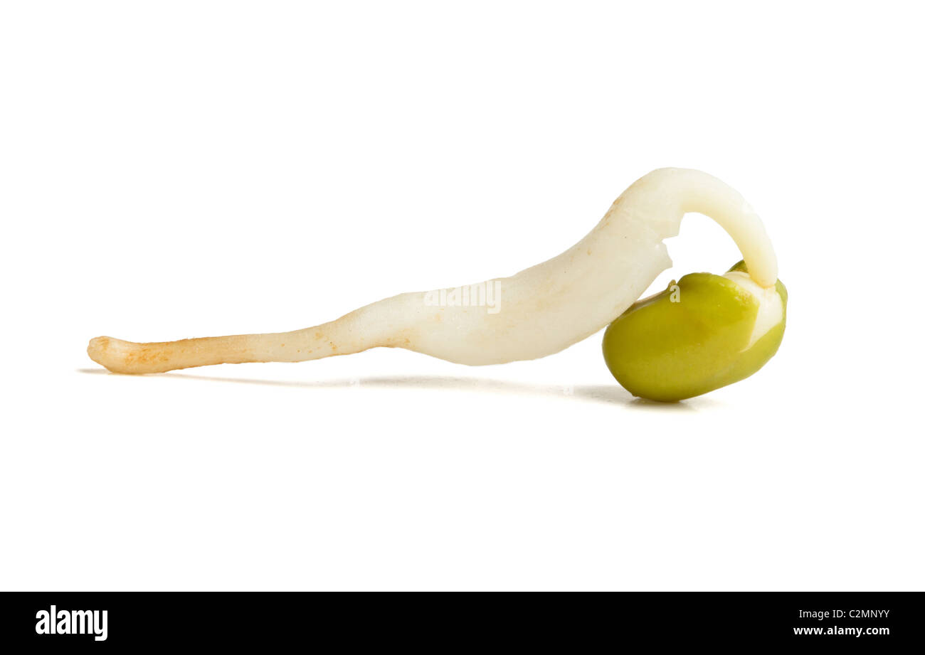 Chinese haricot germé à partir de la perspective faible isolé sur blanc. Banque D'Images