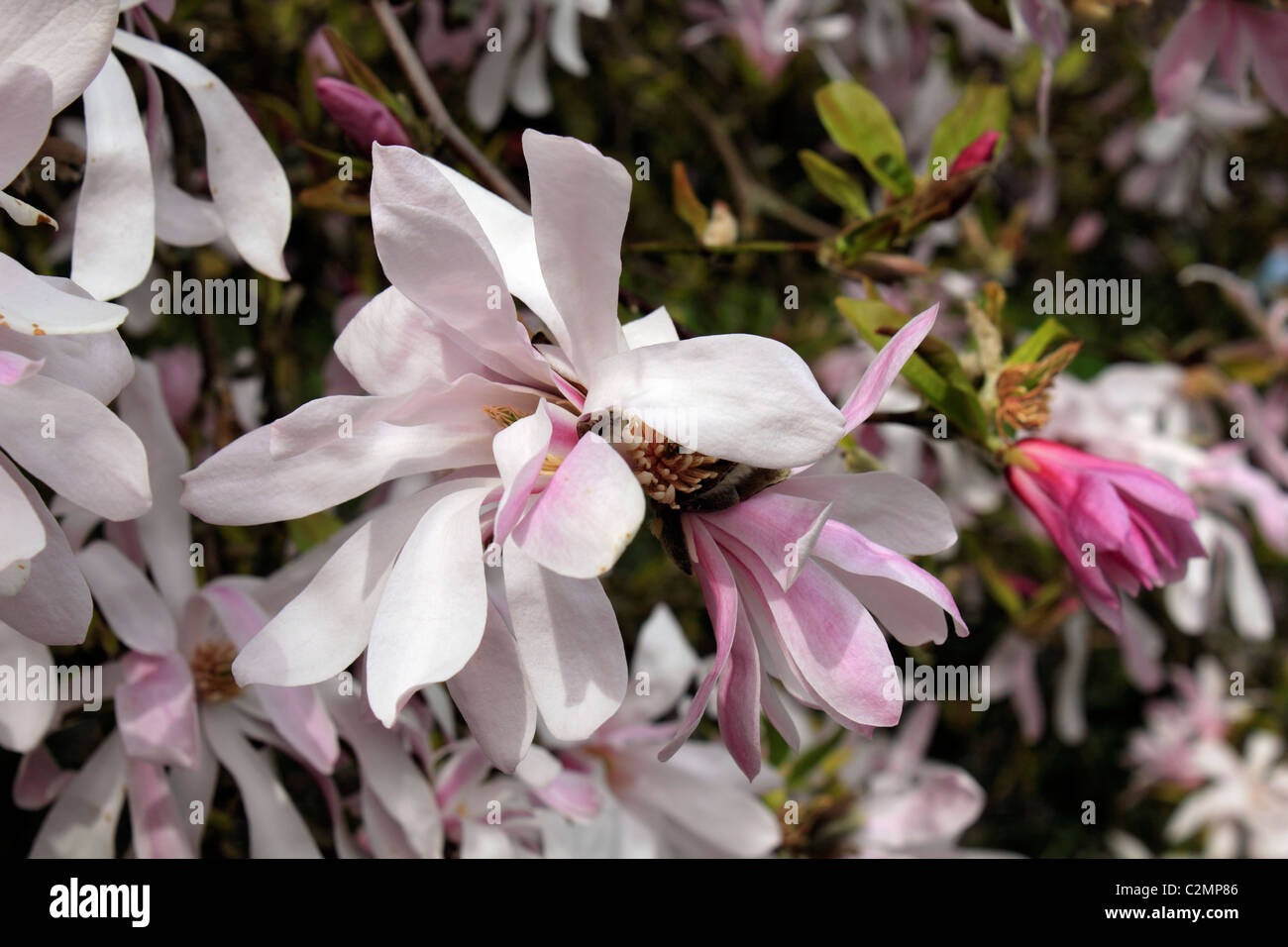 Rose pâle et blanc magnolia fleurs sur les arbres fleurissent au printemps, Sussex England Royaume-Uni. Banque D'Images