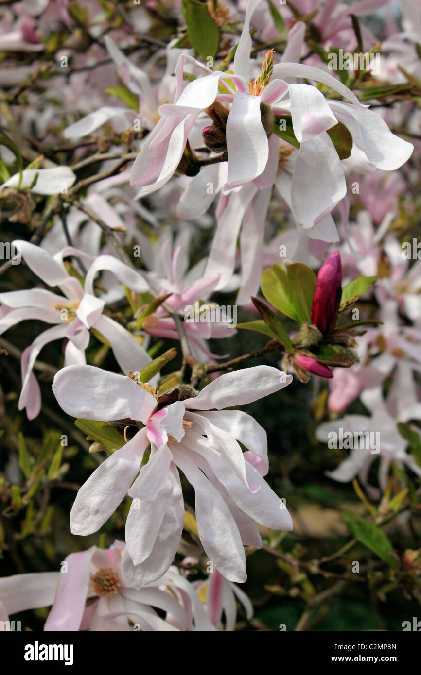 Rose pâle et blanc magnolia fleurs sur les arbres fleurissent au printemps, Sussex England Royaume-Uni. Banque D'Images