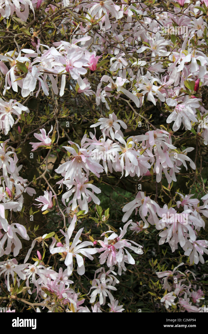 Rose pâle et blanc magnolia fleurs sur les arbres fleurissent au printemps, Sussex England Royaume-Uni. Banque D'Images