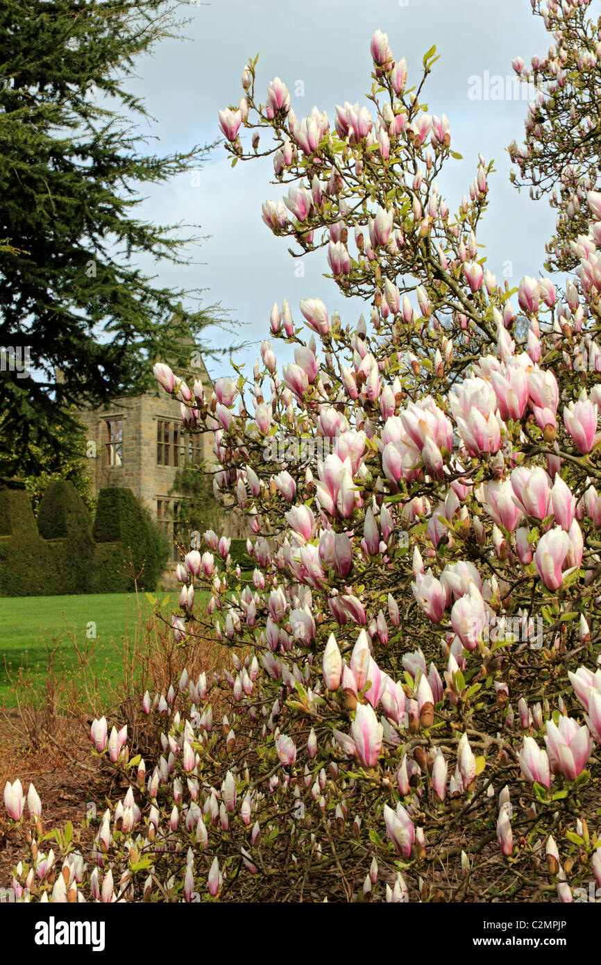 Rose pâle et blanc magnolia fleurs sur les arbres fleurissent au printemps, Sussex England Royaume-Uni. Banque D'Images