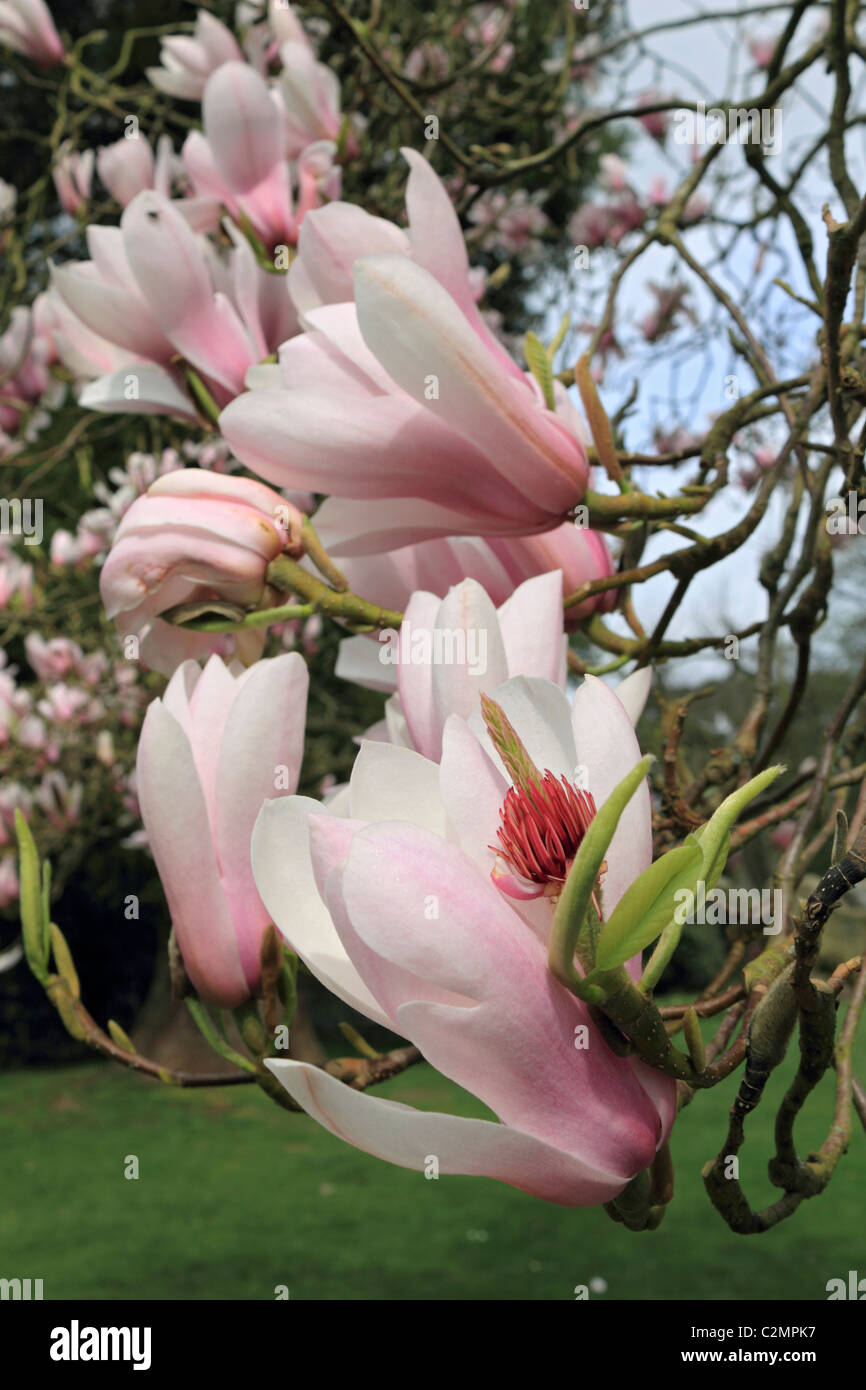 Rose pâle et blanc magnolia fleurs sur les arbres fleurissent au printemps, Sussex England Royaume-Uni. Banque D'Images